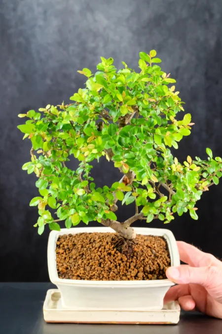 Flowering and Fruiting Sageretia Bonsai