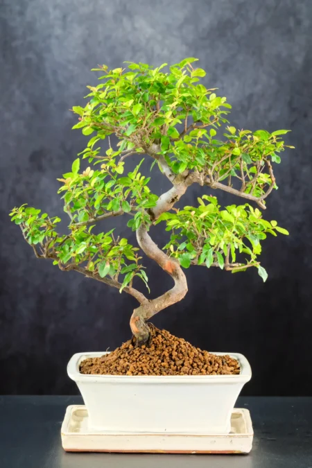 Elegantly Styled Chinese Sweet Plum Bonsai: A True Work of Art