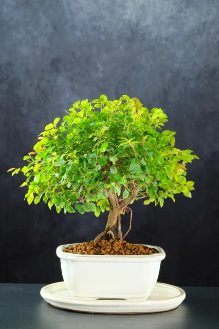 Beautiful 8-Year-Old Chinese Sweet Plum Bonsai | Lush Colourful Canopy & Outstanding Character