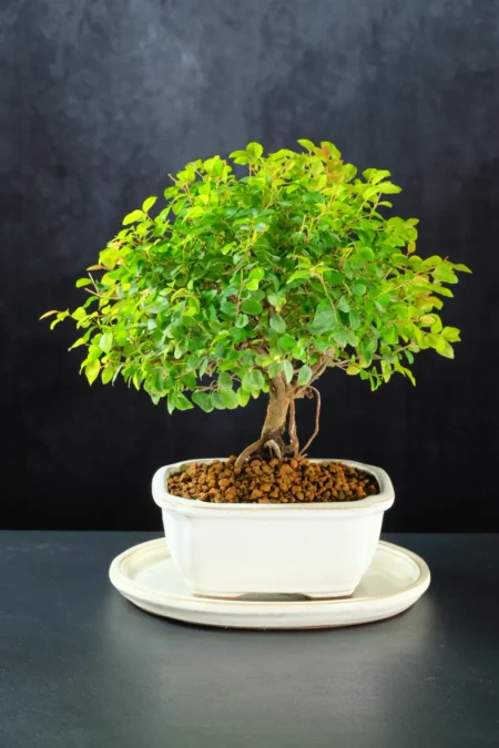 Sweet Plum Bonsai | 8-Year-Old Neagari Style & Colourful Foliage | Sageretia theezans