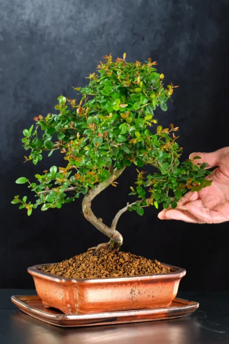 A Graceful Trunk with Outstanding Taper