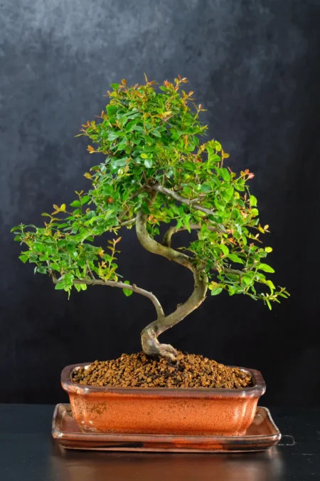 15-Year-Old Dwarf Fruiting Chinese Sweet Plum Bonsai