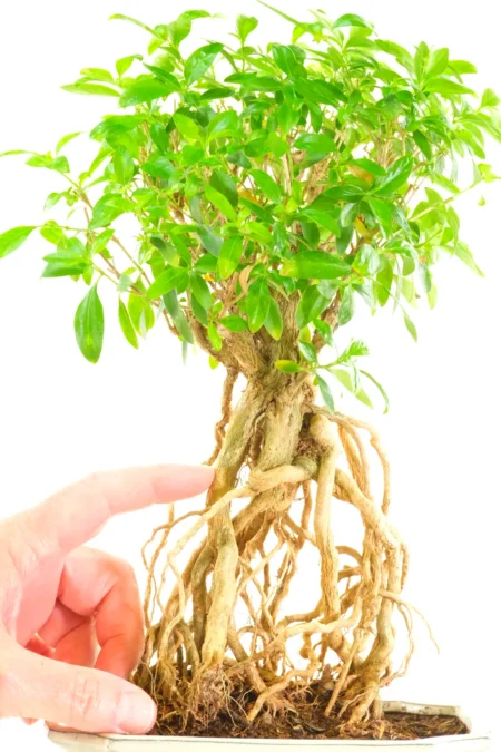 Flowering Tree of a Thousand Stars Bonsai Tree