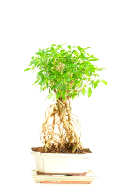 Unique Snowrose Indoor Bonsai | Neagari Style