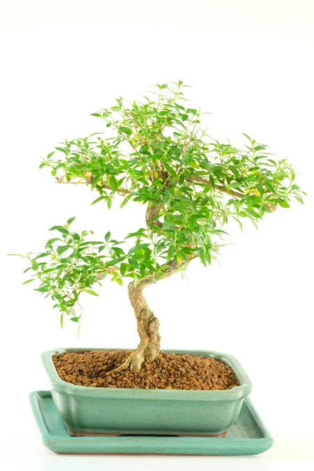 A Stunning Twisty Serissa Bonsai