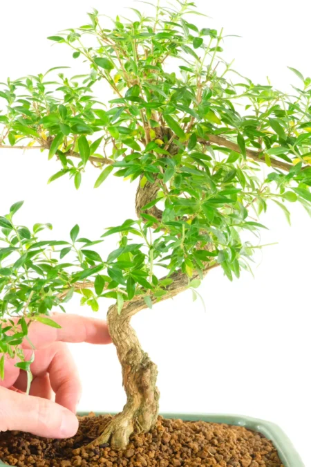 Twisty Serissa Bonsai with Excellent Features