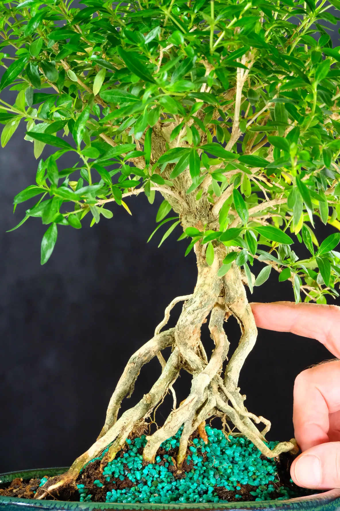 Close up of the dramatic neagari root flare