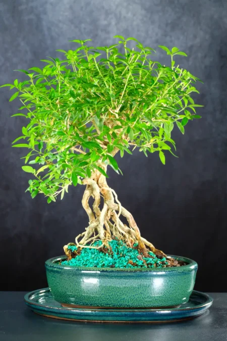 A Supreme Neagari Bonsai with Exceptional Root Drama