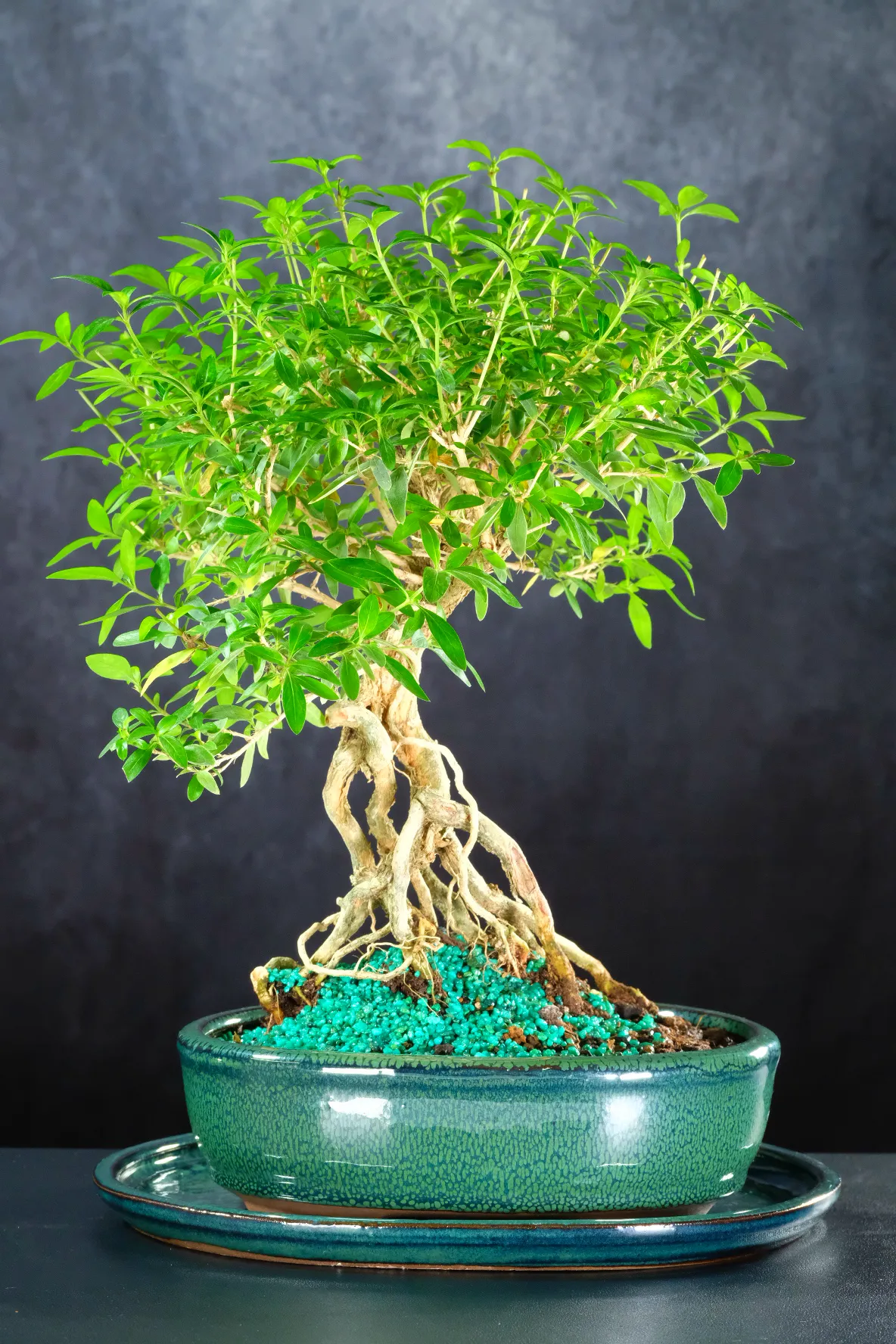 A Supreme Neagari Bonsai with Exceptional Root Drama