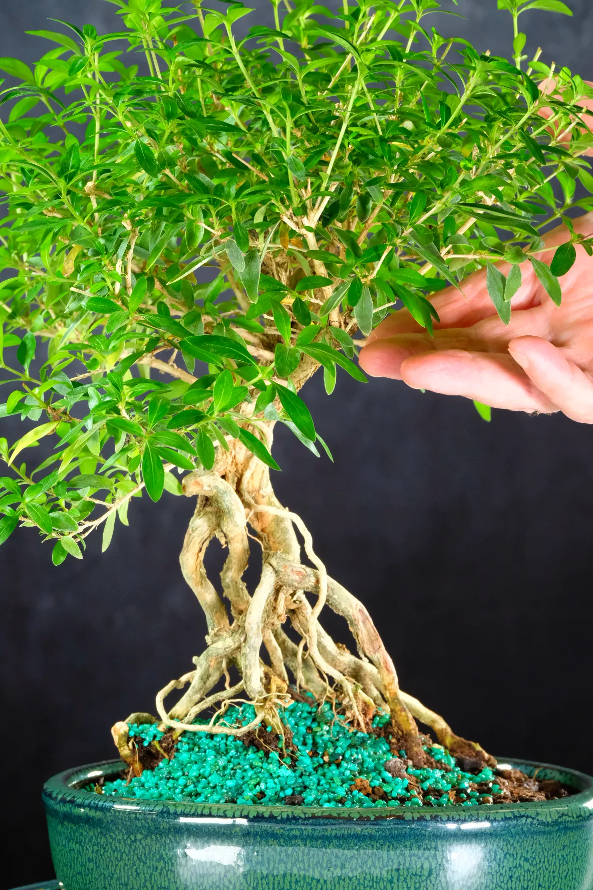Supreme Neagari Serissa Bonsai | Star-Shaped White Flowers
