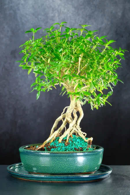 Supreme Neagari Elegance - Exceptional Exposed Roots