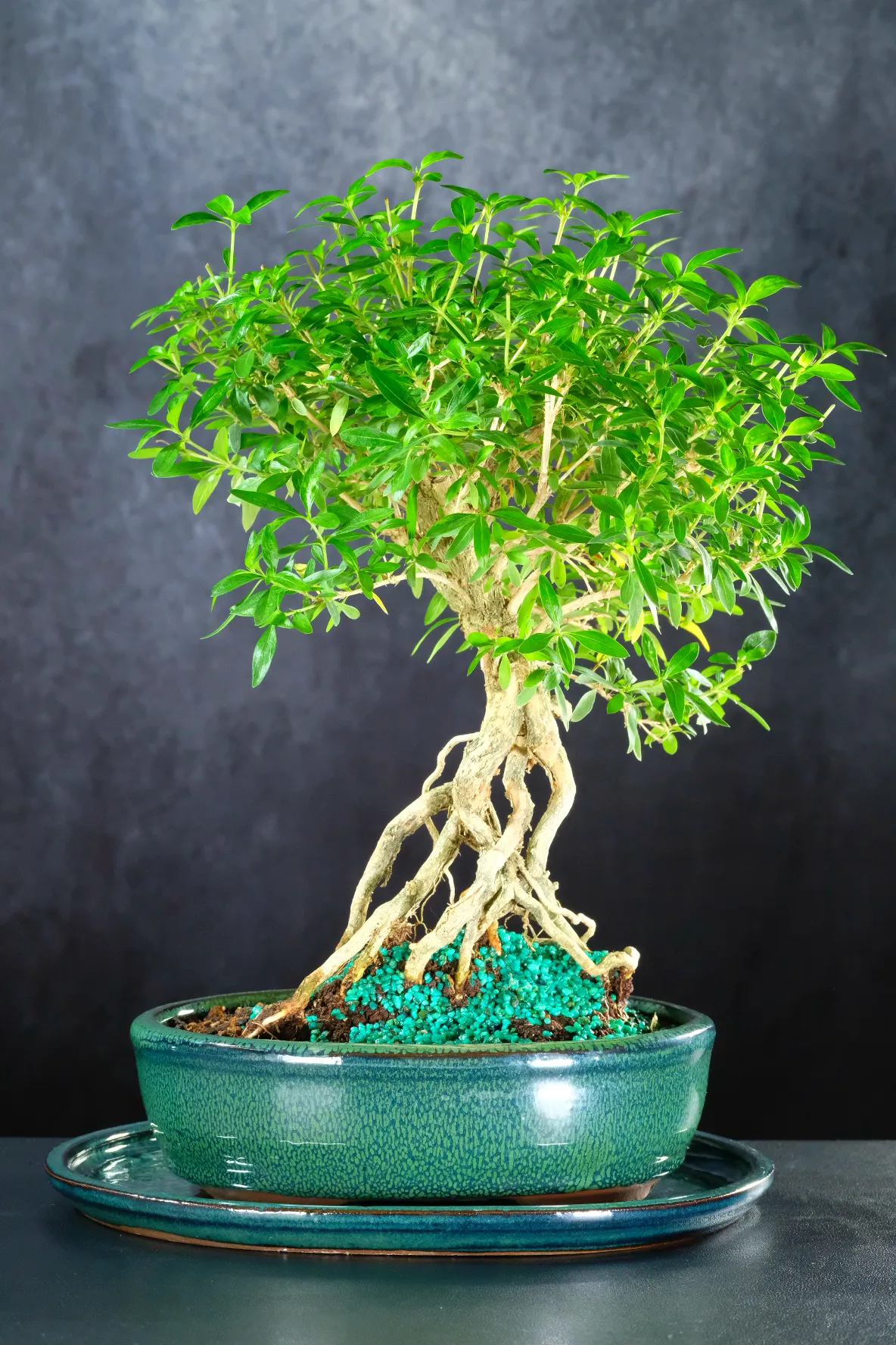 Supreme Neagari Elegance - Exceptional Exposed Roots