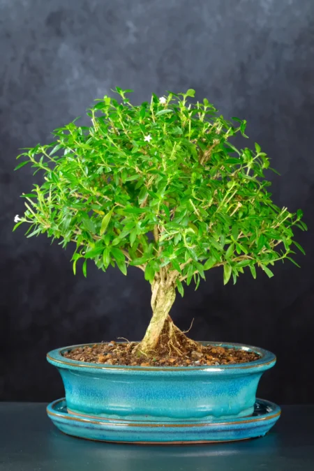 Flowering Indoor Bonsai | Serissa foetida “Tree of a Thousand Stars”