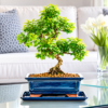 Premium indoor bonsai tree collection
