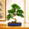 Premium Indoor Bonsai Trees for Sale