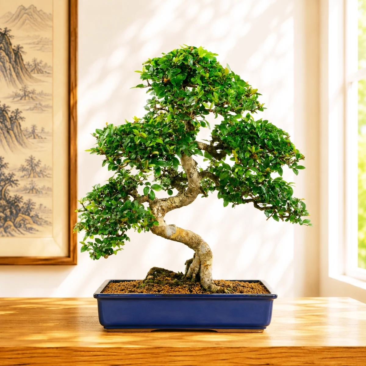 Premium Indoor Bonsai Trees for Sale