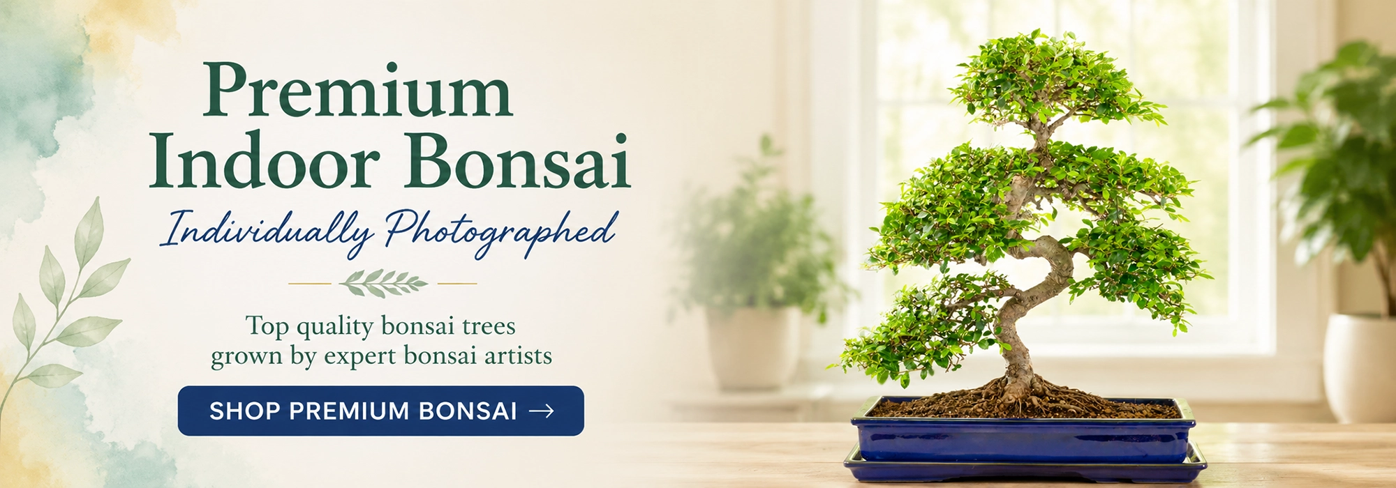 Top quality Premium Indoor Bonsai trees for sale - Grown by the experts