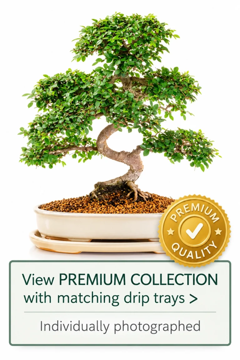 Top Quality Premium Range Bonsai Trees - Individually photographed with expert styling | Matching drip trays included