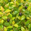 Chinese Bird Plum - Sageretia theezans Bonsai Trees