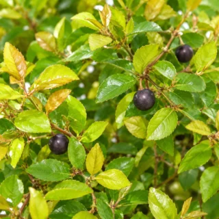 Chinese Bird Plum - Sageretia theezans Bonsai Trees