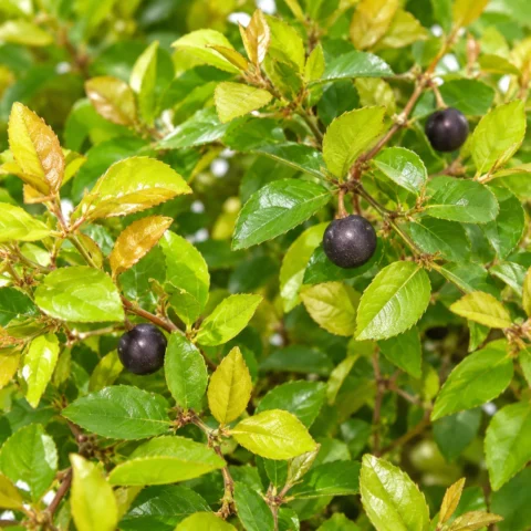 Chinese Bird Plum - Sageretia theezans Bonsai Trees