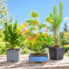 Seedlings & saplings for grow your own bonsai trees