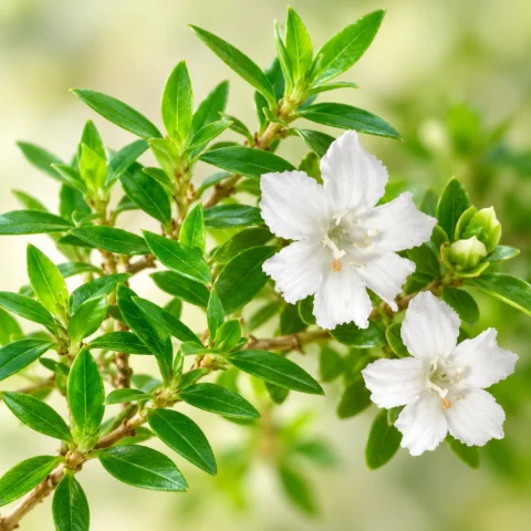 Serissa foetida - Snowrose. Tree of a Thousand stars Bonsai