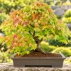 Specimen Outdoor Bonsai tree collection