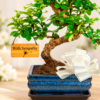 Sympathy & Memorial Bonsai tree Gifts for sale