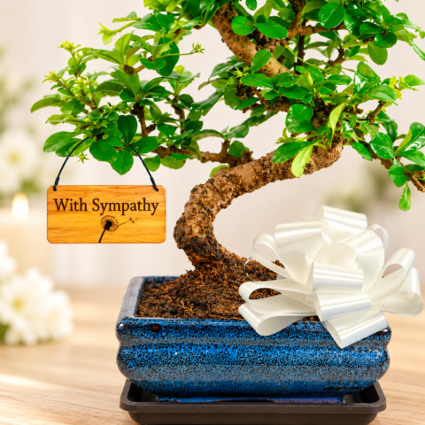 Sympathy & Memorial Bonsai tree Gifts for sale