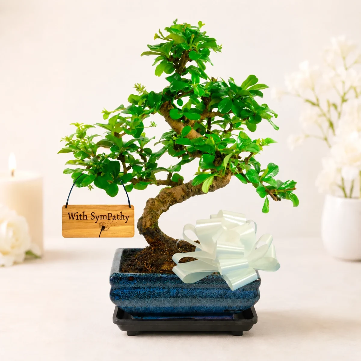 Sympathy & Memorial Tree Bonsai Gifts for sale