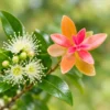 Syzygium buxifolium Roseapple Myrtle Bonsai tree