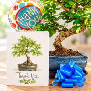 Thank you Bonsai tree gifts