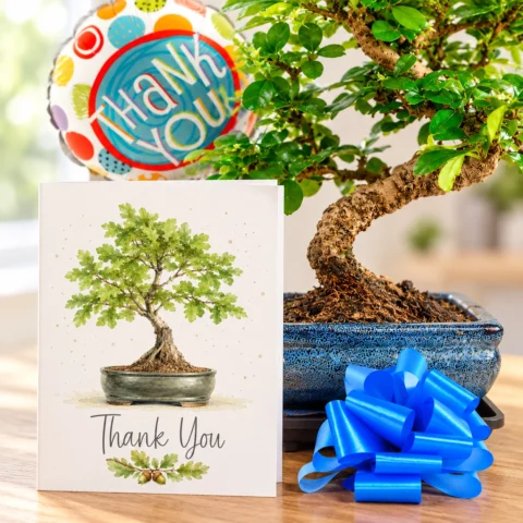 Thank you Bonsai tree gifts