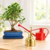Bonsai watering cans and misters