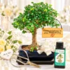 Wedding and engagement bonsai tree gifts for sale