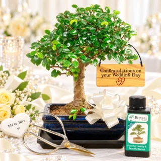 Wedding and engagement bonsai tree gifts for sale