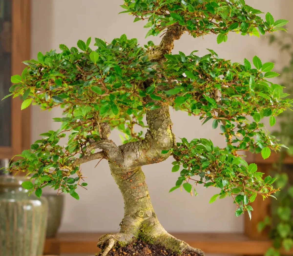 Showing the taper, movement & artistry of this bonsai trunk