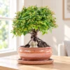 Small Premium indoor bonsai trees for sale