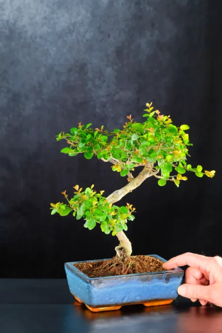 11-Year-Old Sweet Plum Bonsai Fruit Tree | Elegant Indoor Bonsai in a Blue Ceramic Pot