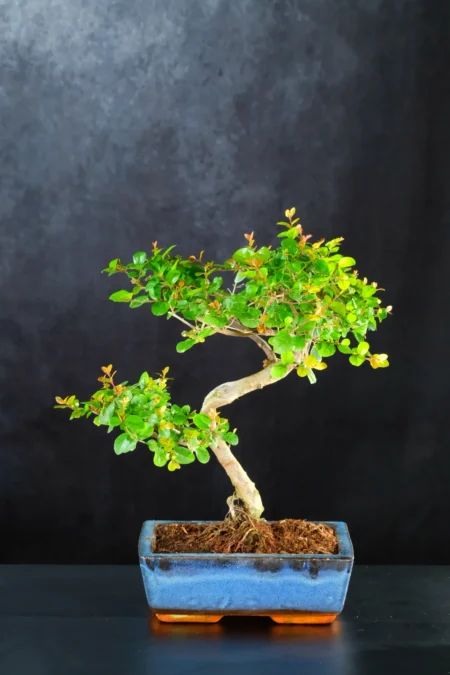 11 Year Old Fruiting Sweet Plum Indoor Bonsai Tree | Easy Care for Beginners | Black Friday Deal