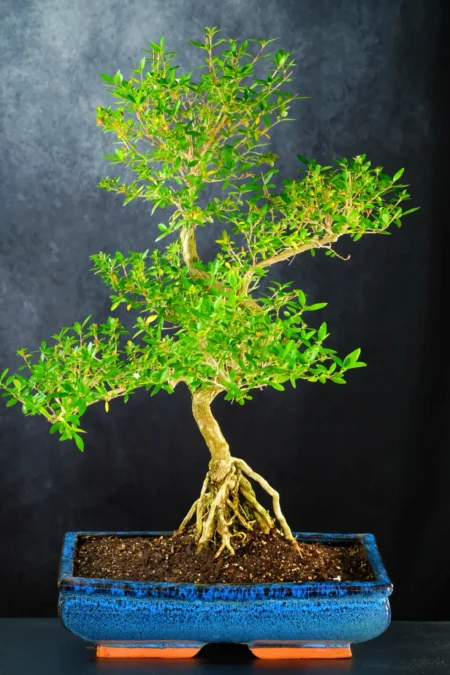 Extra Large 18-Year-Old Neagari Serissa Bonsai β 64cm | Black Friday Bargain