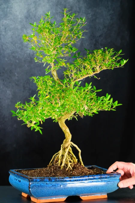 Extra Large Flowering Snowrose Bonsai Tree | Elegant and Majestic - Black Friday Bargain