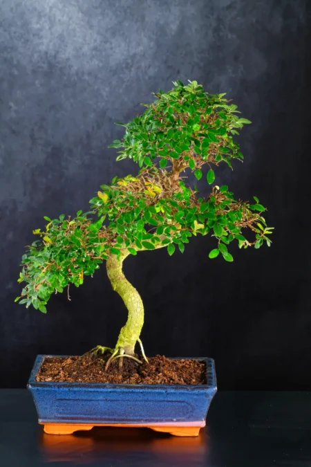 Larger Twisty Cork Bark Elm Bonsai Tree - Perfect Beginners Species | Black Friday Deal