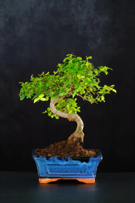 Sageretia Bonsai Tree | Sweet Plum Bonsai with Rich Foliage and Artistic Styling