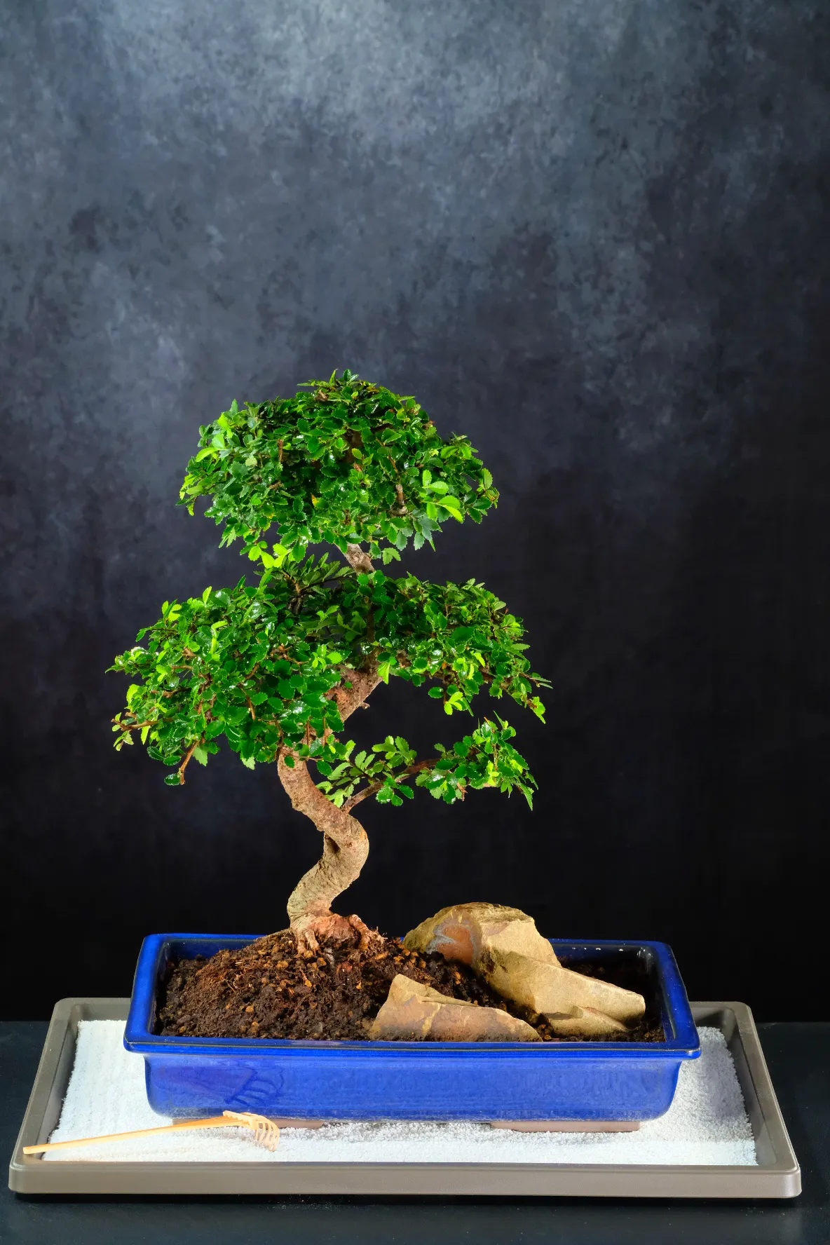 Exceptional Chinese Elm Bonsai with Japanese Ceramic Pot & Zen Garden