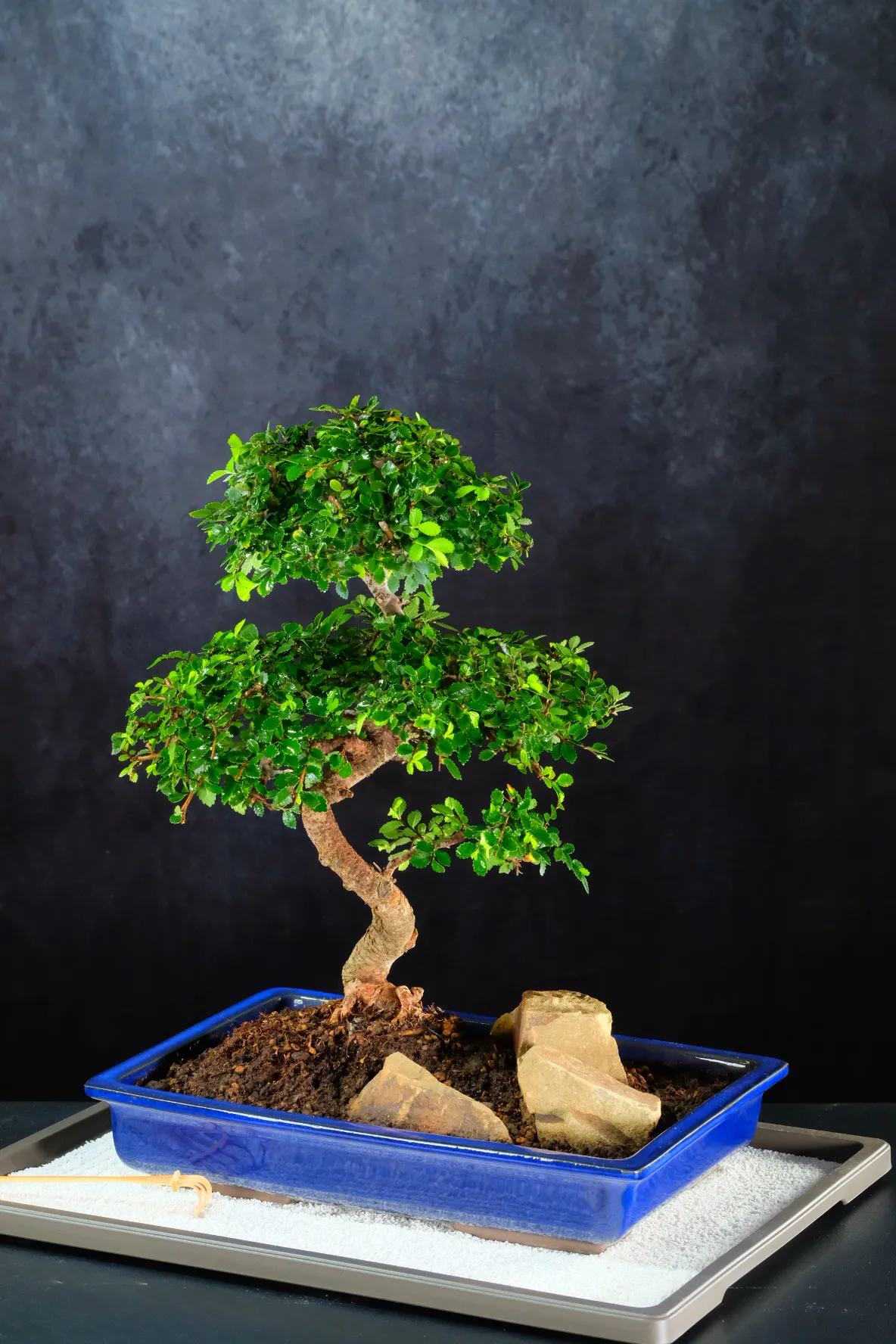 Exquisite Chinese Elm Bonsai with Japanese Blue Pot & Miniature Zen Garden