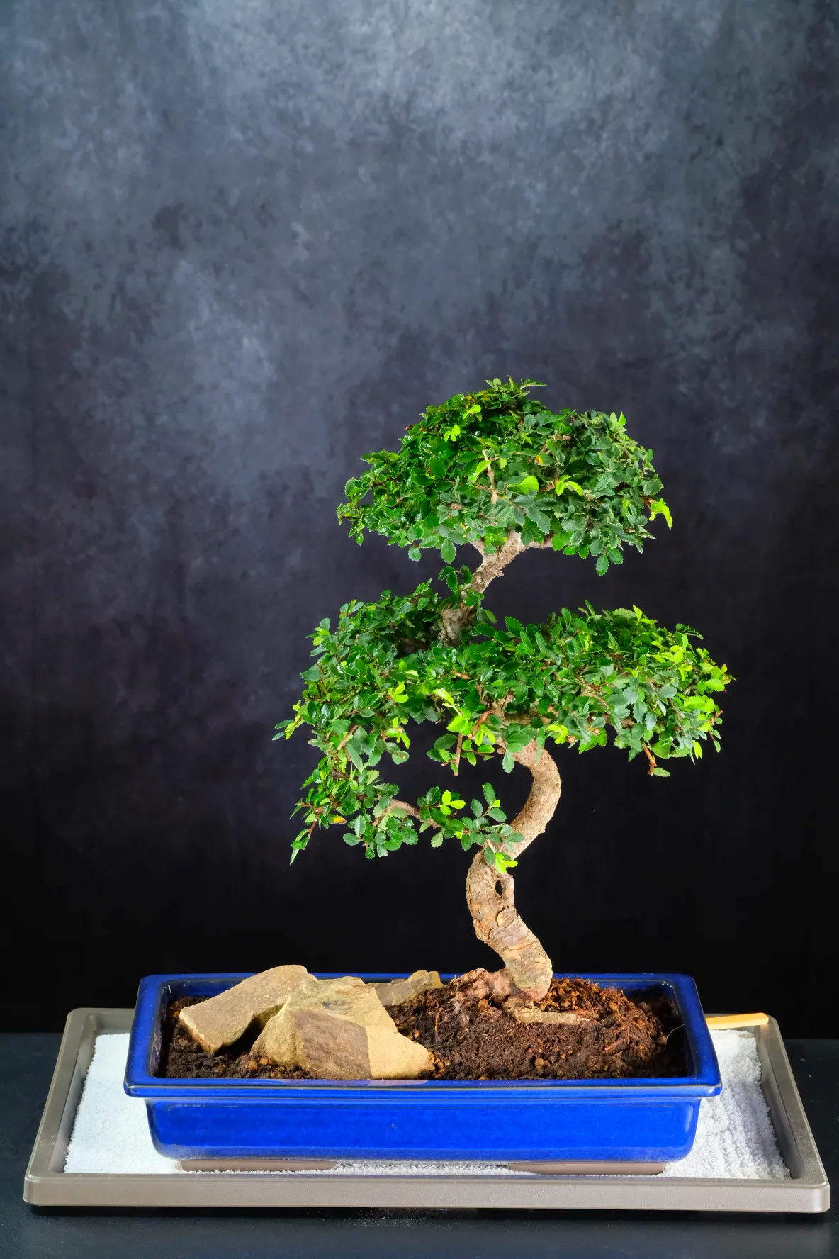 A Remarkable Bonsai – Where Nature Meets Japanese Artistry