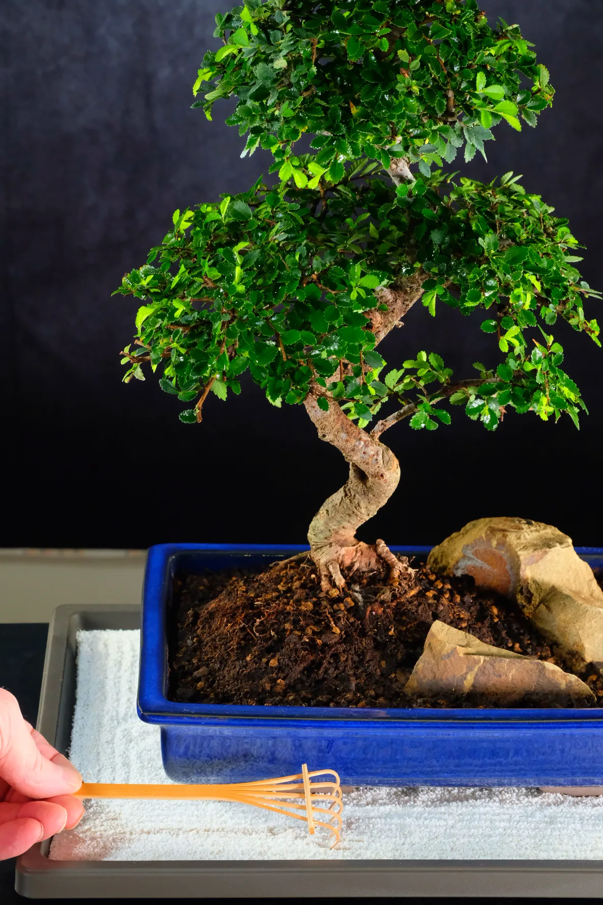 Bonsai Zen garden with bamboo rake