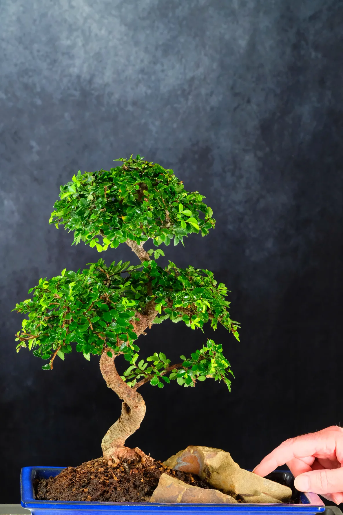Sublime zen bonsai garden - Specimen quality